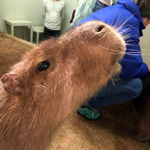 f:id:globalhead:20180330001114j:plain