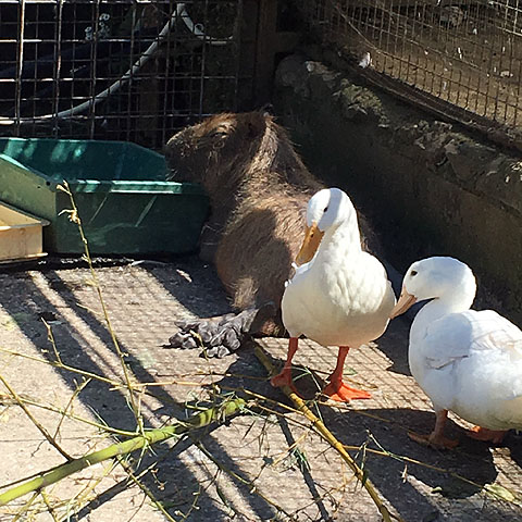 f:id:globalhead:20180506194436j:plain