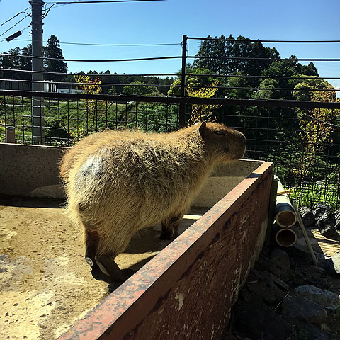 f:id:globalhead:20180506195809j:plain