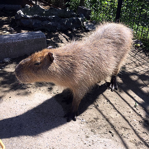 f:id:globalhead:20180506200222j:plain