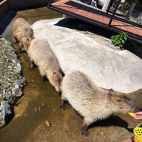 f:id:globalhead:20180506200244j:plain