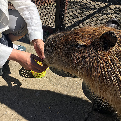 f:id:globalhead:20180506200409j:plain