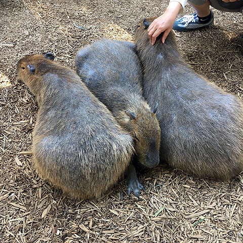 f:id:globalhead:20180506201400j:plain