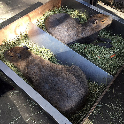 f:id:globalhead:20180506201514j:plain