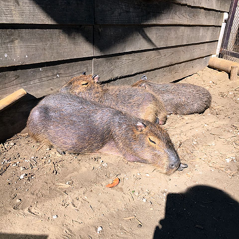 f:id:globalhead:20180506201744j:plain