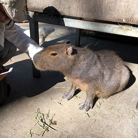 f:id:globalhead:20180506202104j:plain