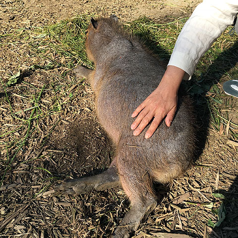 f:id:globalhead:20180506202223j:plain