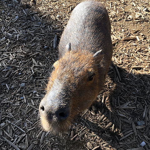 f:id:globalhead:20180506202326j:plain