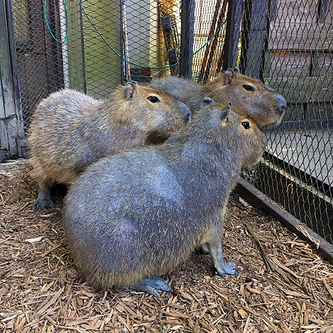 f:id:globalhead:20180506202412j:plain