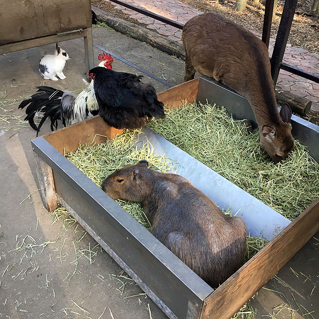 f:id:globalhead:20180506202552j:plain