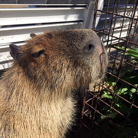 f:id:globalhead:20180506203335j:plain