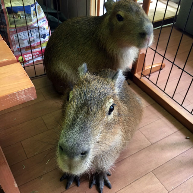f:id:globalhead:20180715141231j:plain