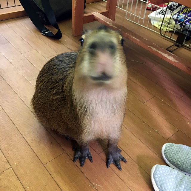 f:id:globalhead:20180715141556j:plain