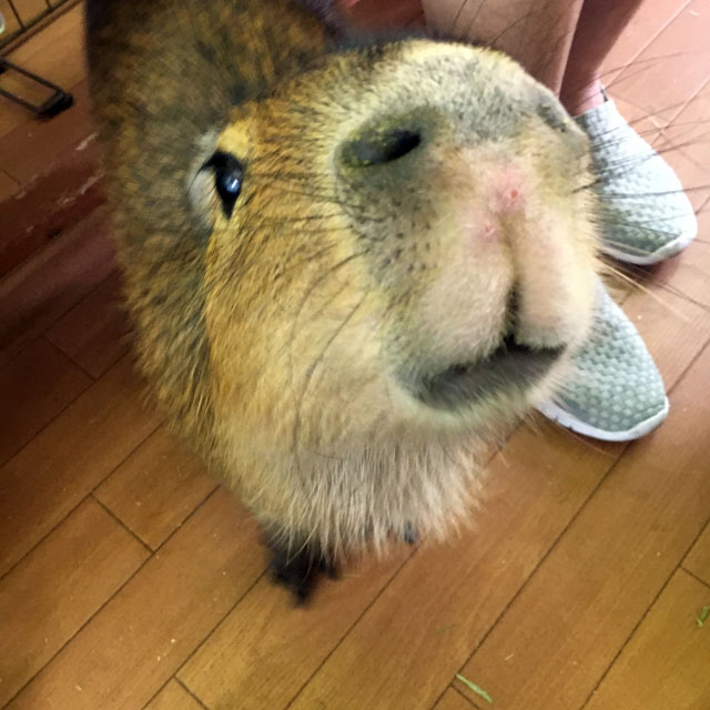 f:id:globalhead:20180715141621j:plain
