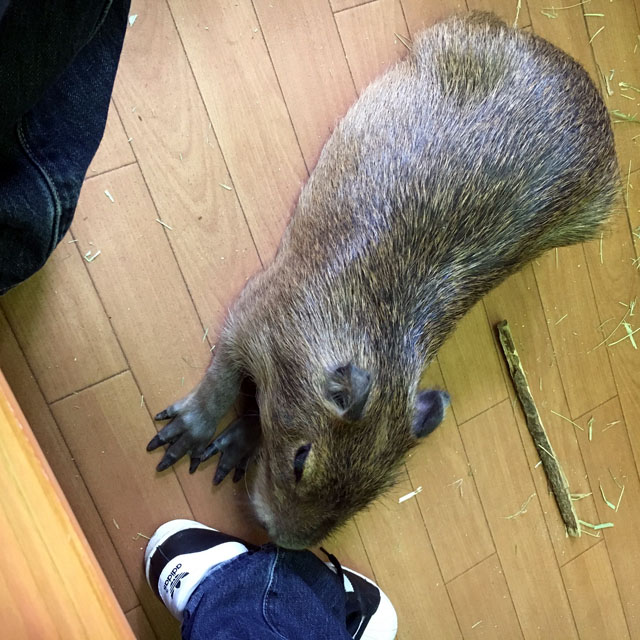 f:id:globalhead:20180715142909j:plain