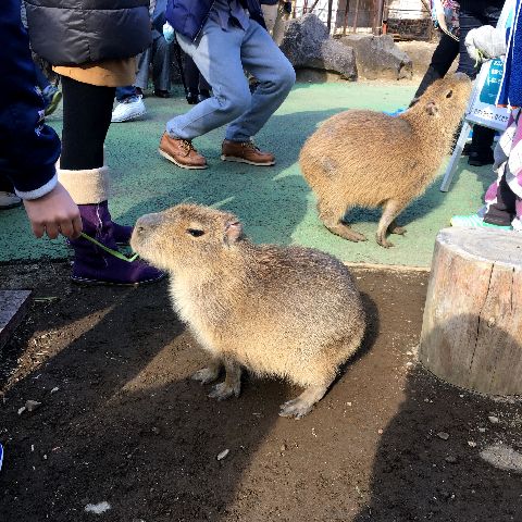 f:id:globalhead:20190103145524j:plain