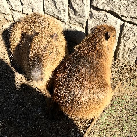 f:id:globalhead:20190103145753j:plain