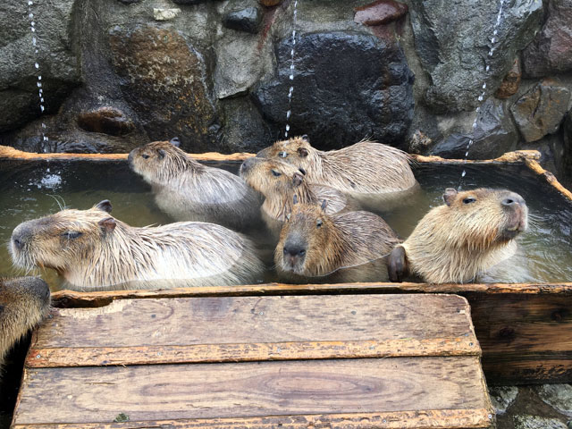 f:id:globalhead:20190505082524j:plain