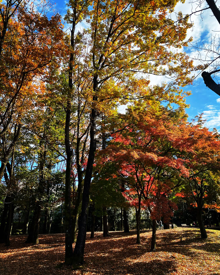 f:id:globalhead:20211123170402j:plain