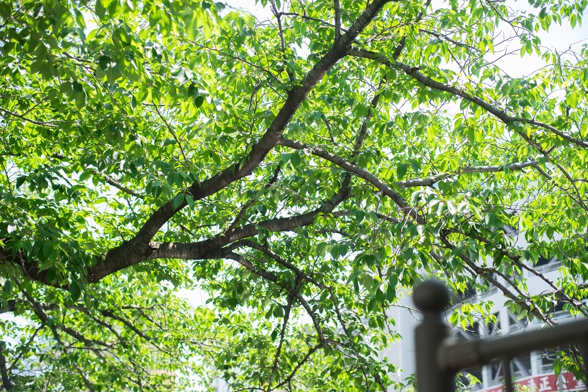 f:id:gloryphoto:20190827012736j:plain