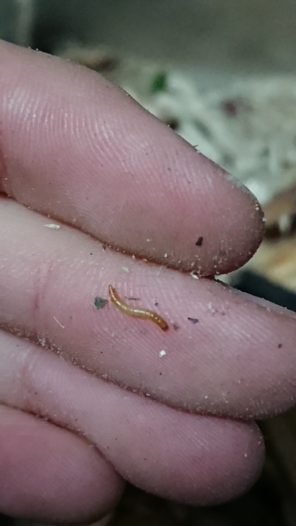 栄養価の高いミルワームの育て方 プリップリに育てる 天才 マッド菜園ティストhi Dの生活