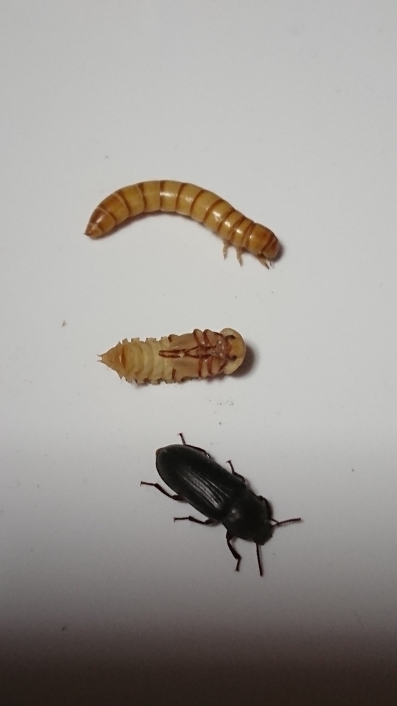 栄養価の高いミルワームの育て方 プリップリに育てる 天才 マッド菜園ティストhi Dの生活