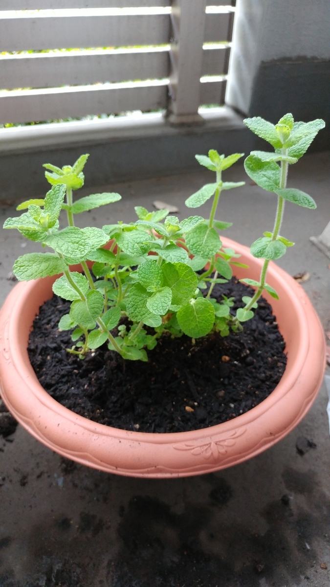 f:id:gm0753:20190622133052j:plain