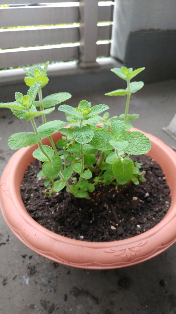 f:id:gm0753:20190622133352j:plain