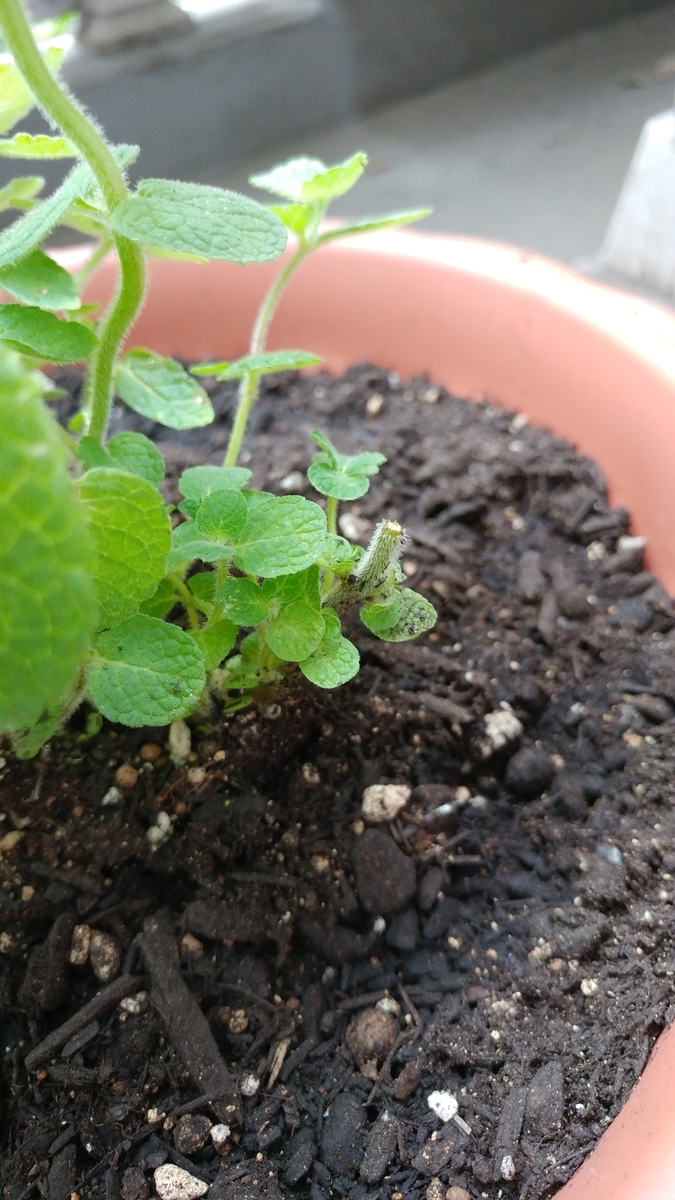 f:id:gm0753:20190622133431j:plain