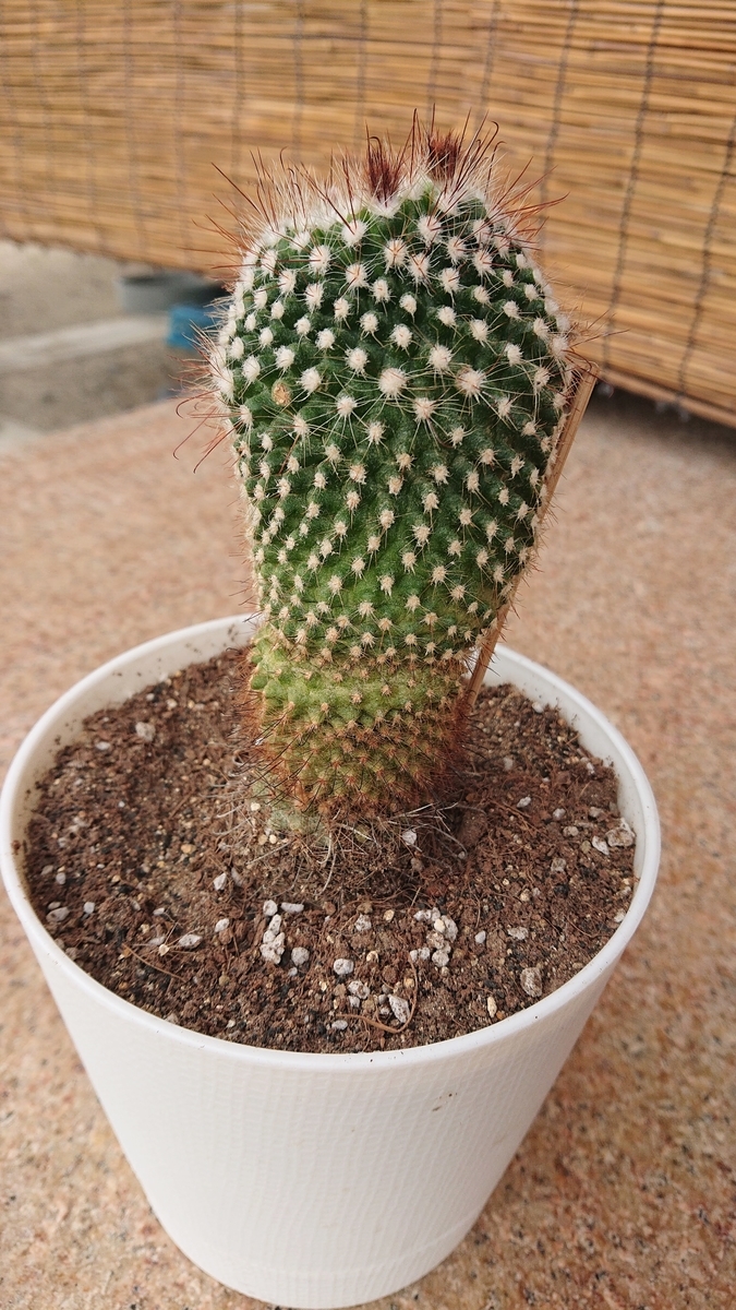 サボテンの挿し木 日常の備忘録