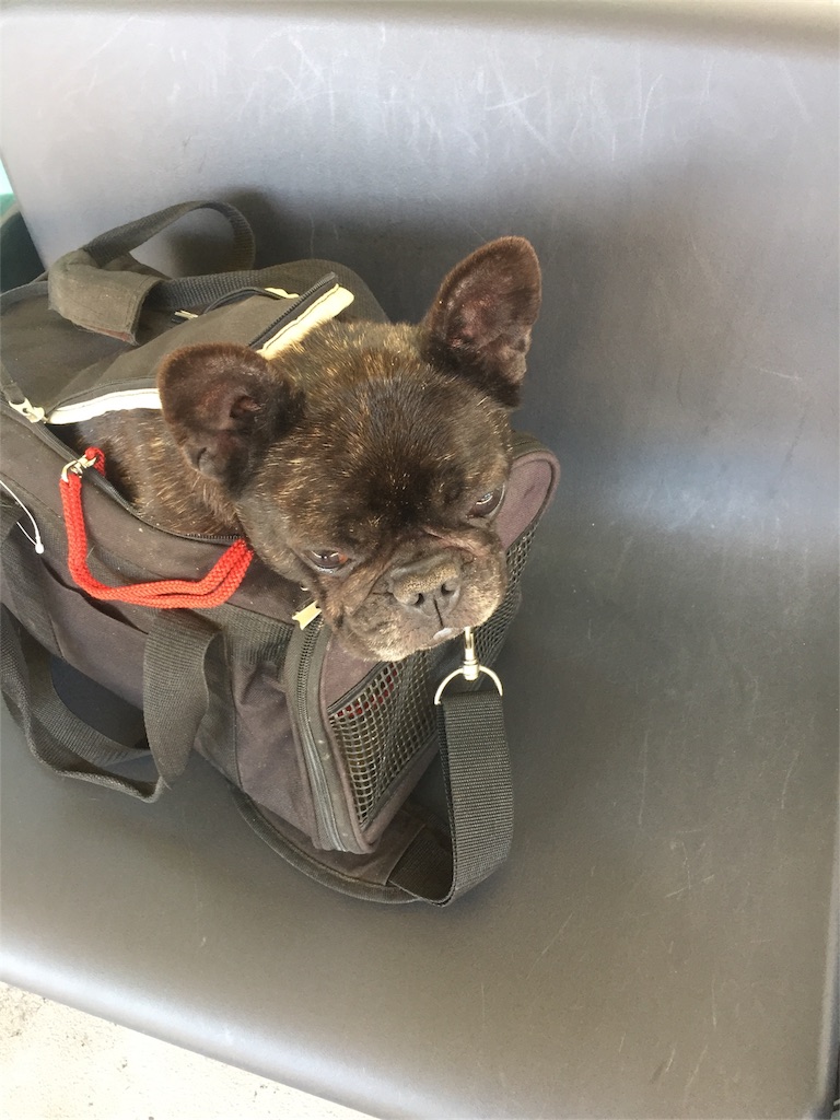 ガニーの彼女は人面犬ならぬ犬面犬 ブヒブヒ犬の虎子 ブログネームよしこ