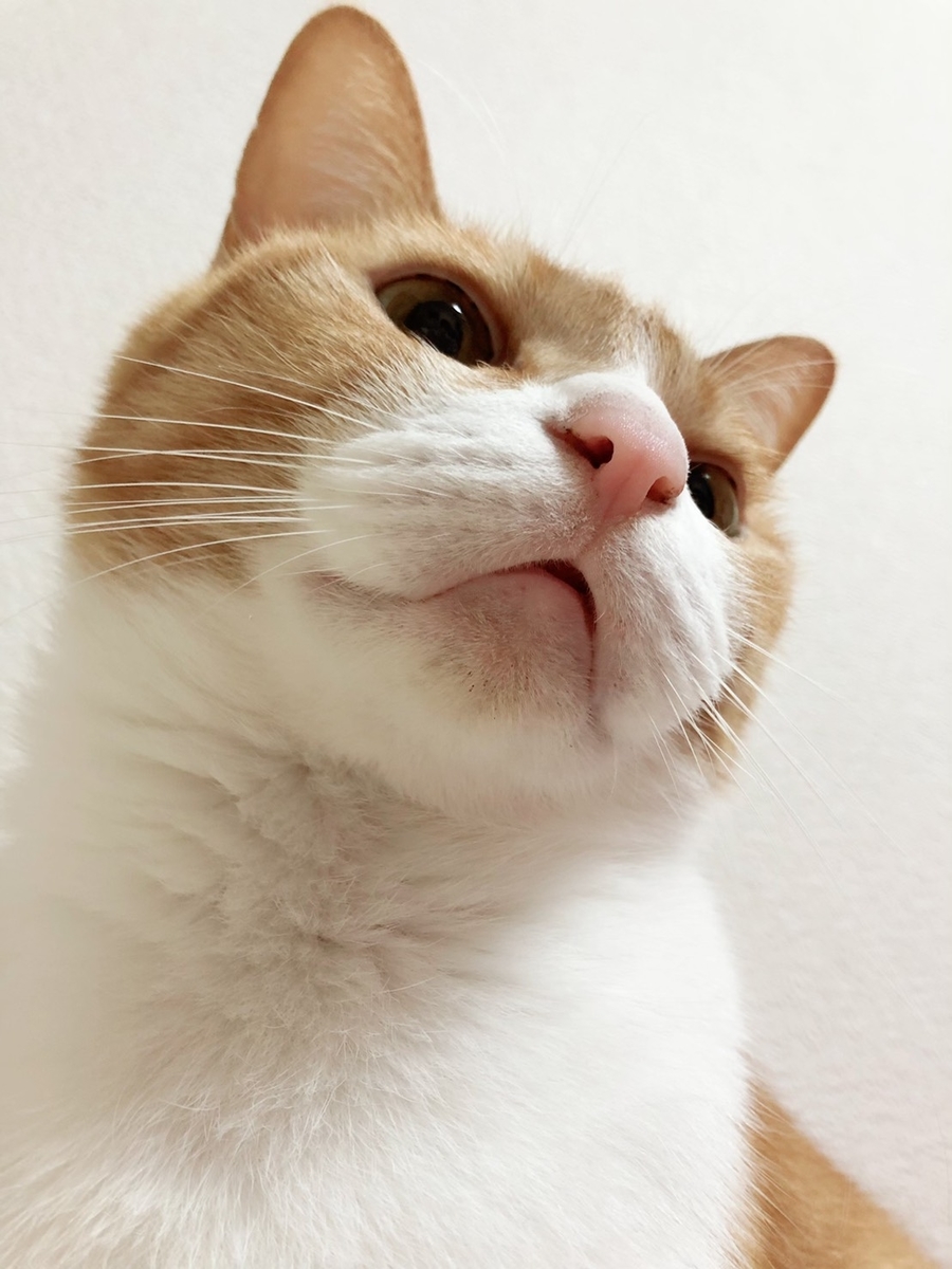 f:id:gmtrth:20190402005641j:plain