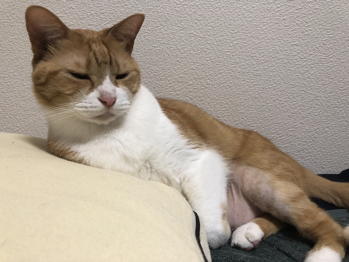 f:id:gmtrth:20190402232945j:plain
