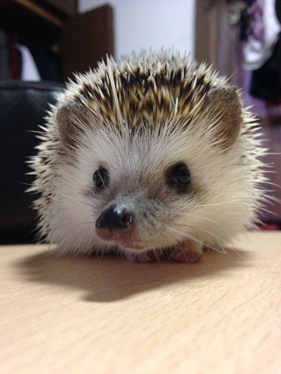 ハリネズミブログ 何故ハリネズミを飼おうと思ったの q a むーちょん家 猫ちゃん5匹との生活とハリネズミちゃん ハリネズミブログ 何故ハリネズミを飼おうと思ったの q a むーちょん家 猫ちゃん5匹との生活とハリネズミちゃん