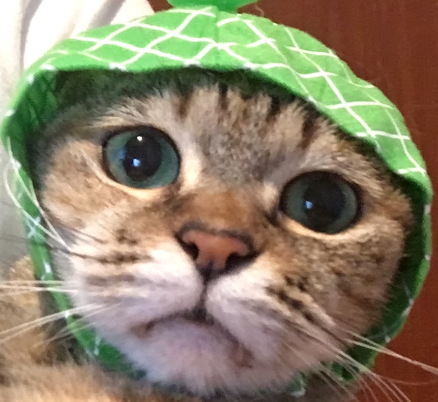f:id:gmtrth:20190516003655j:plain