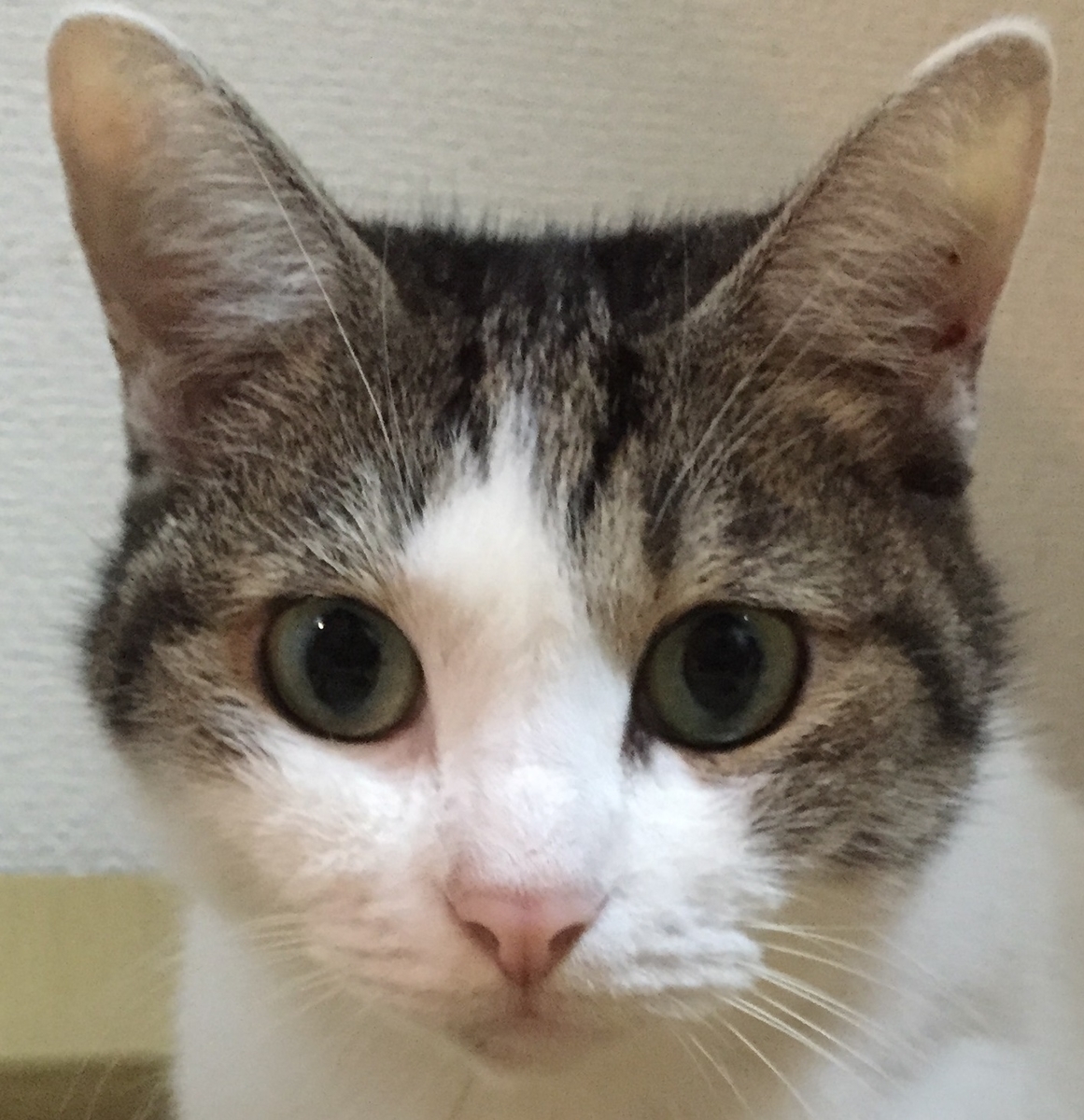 f:id:gmtrth:20190516003709j:plain