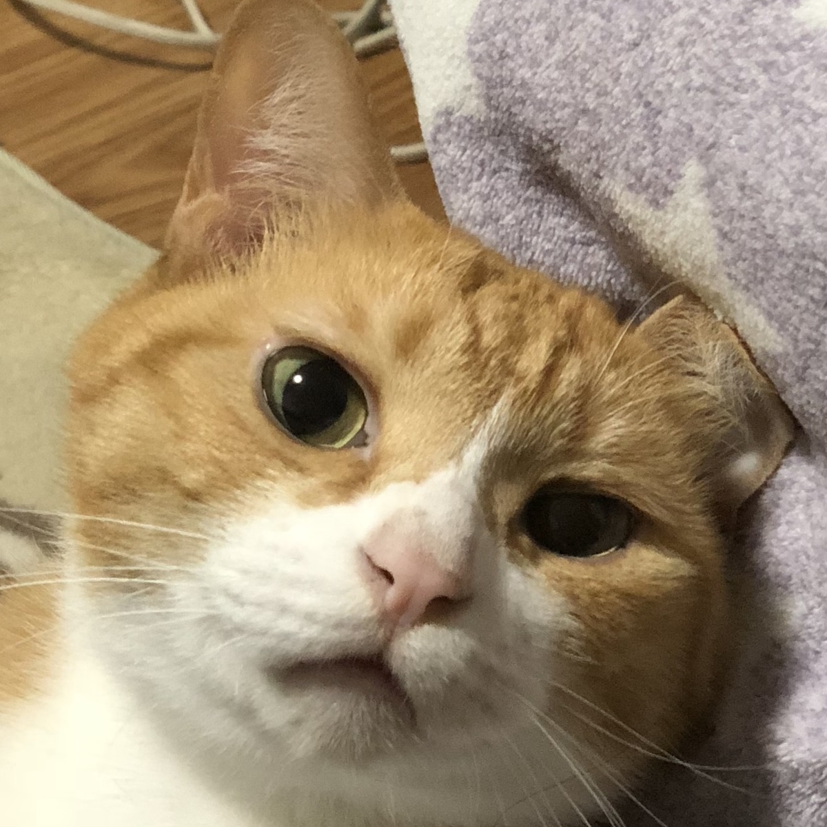 f:id:gmtrth:20190516003909j:plain