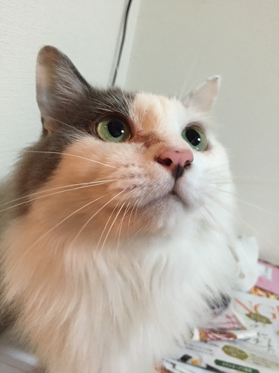 f:id:gmtrth:20190516004047j:plain