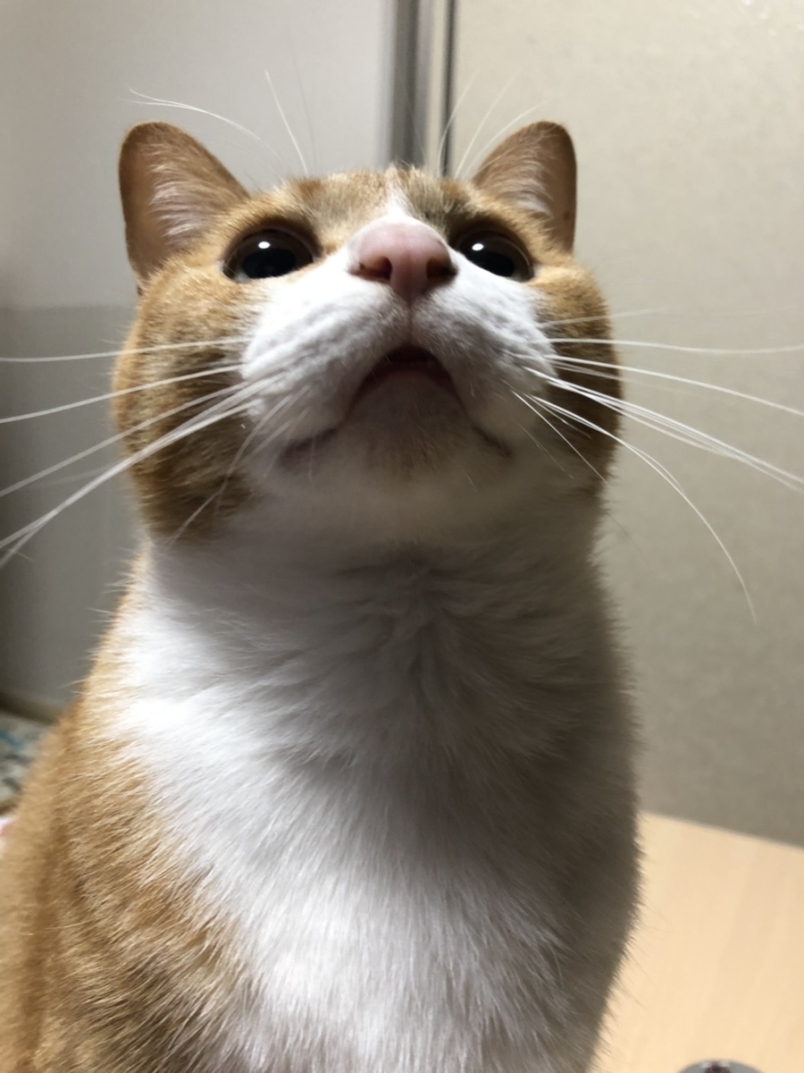 f:id:gmtrth:20190527222321j:plain