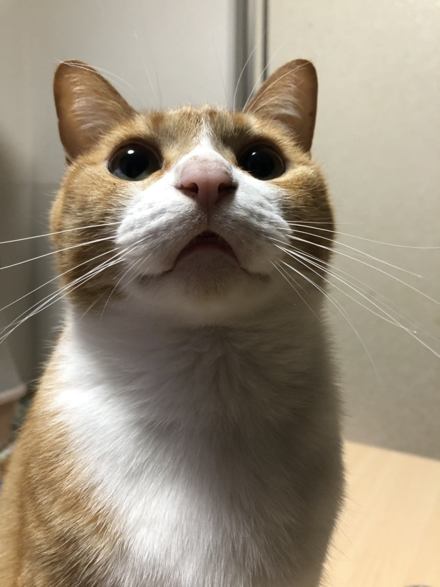 f:id:gmtrth:20190607231103j:plain