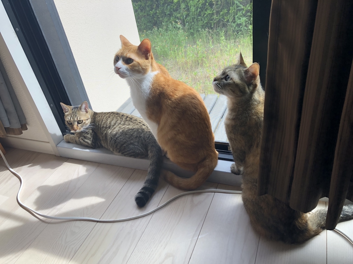 f:id:gmtrth:20190616230801j:plain f:id:gmtrth:20190616230801j:plain