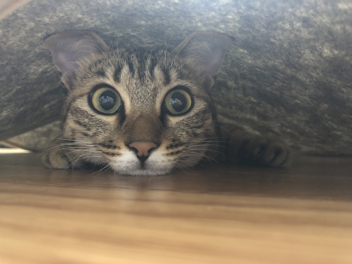 f:id:gmtrth:20190617204858j:plain