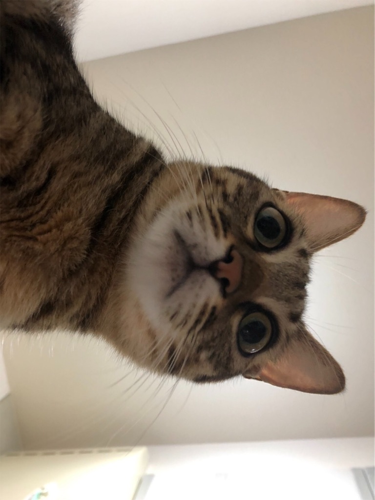 f:id:gmtrth:20191031124232j:image
