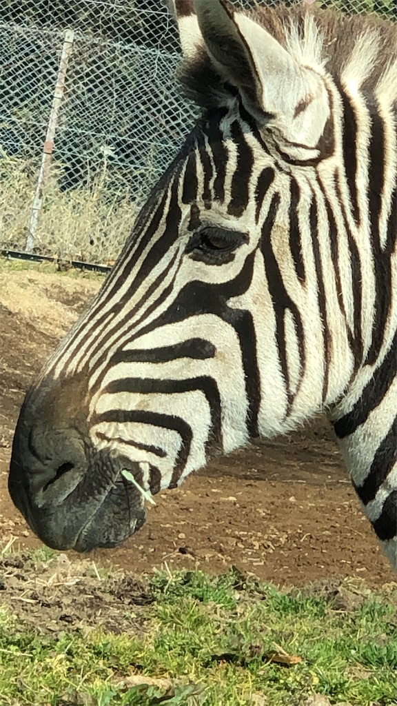 f:id:gmtrth:20191103152442j:image