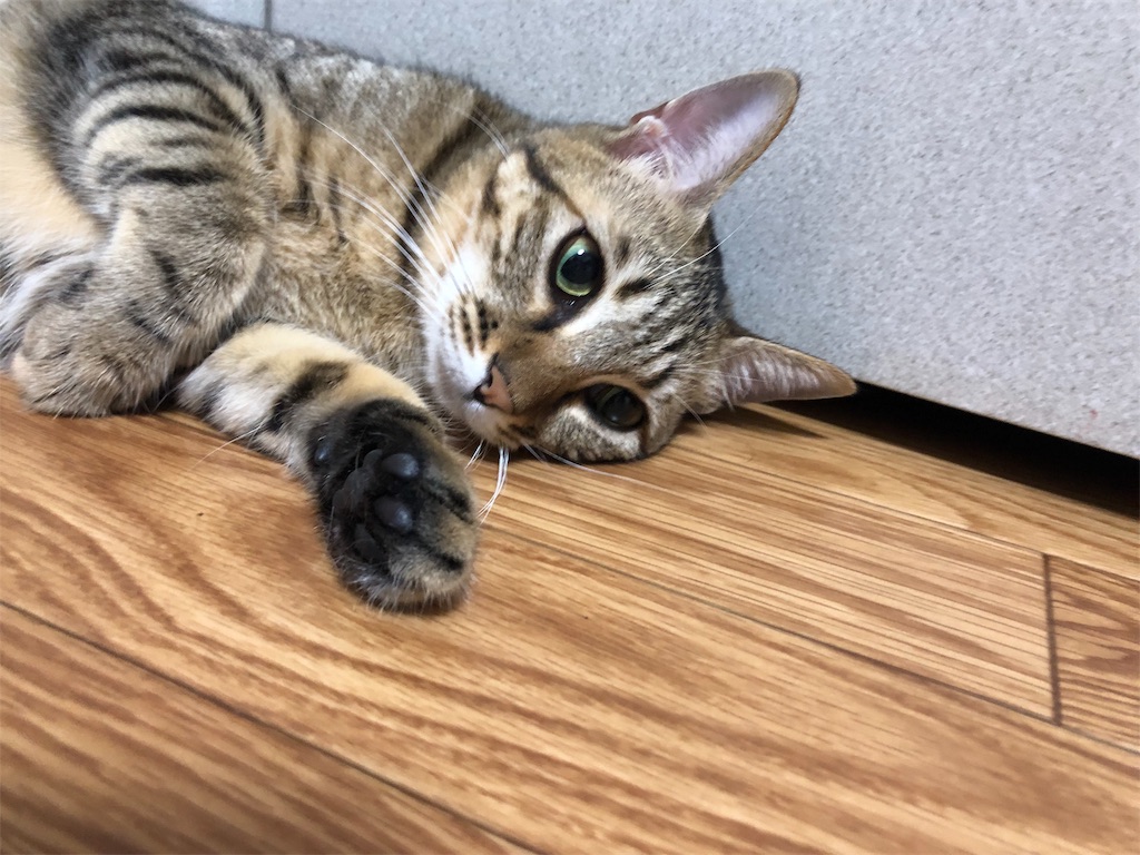 f:id:gmtrth:20191103152645j:image