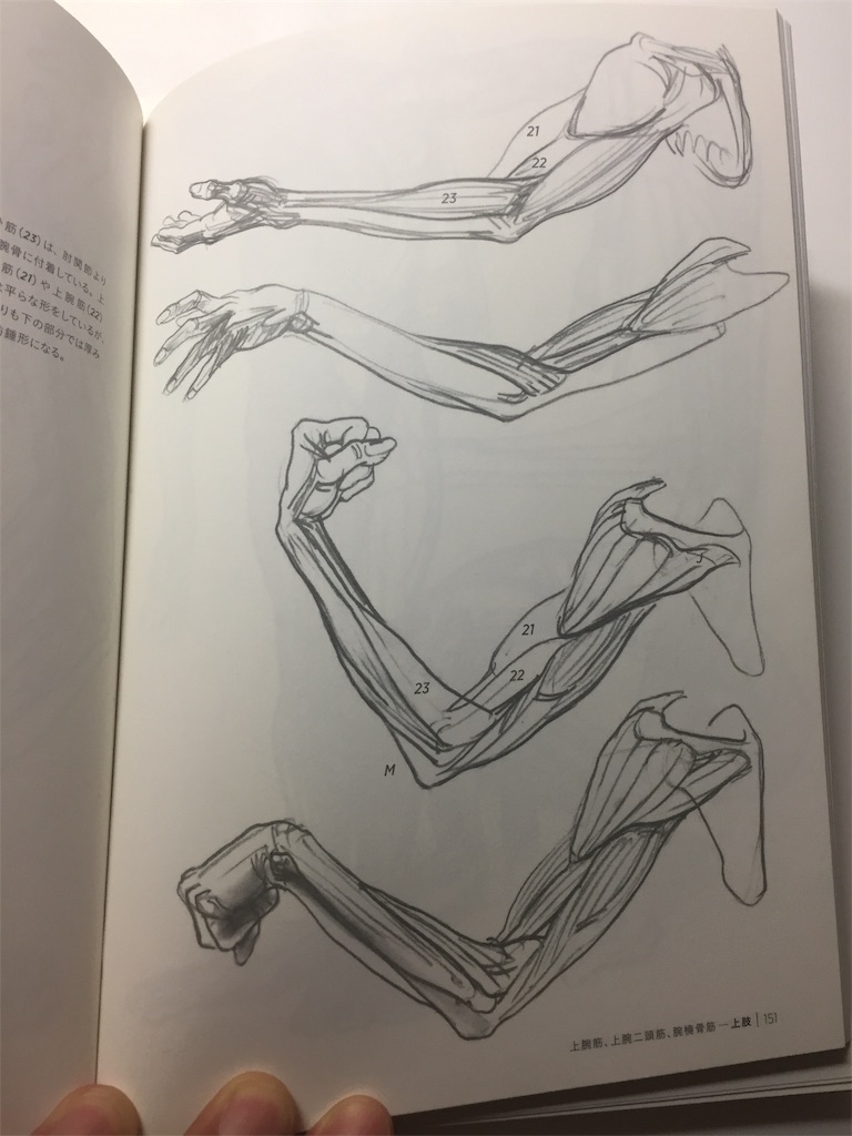 モルフォ人体デッサン」で勉強してみる - The Himajin Blog