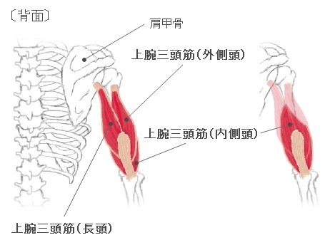 堂々と見せつける極太の腕にするために 骨と皮のようにガリガリで