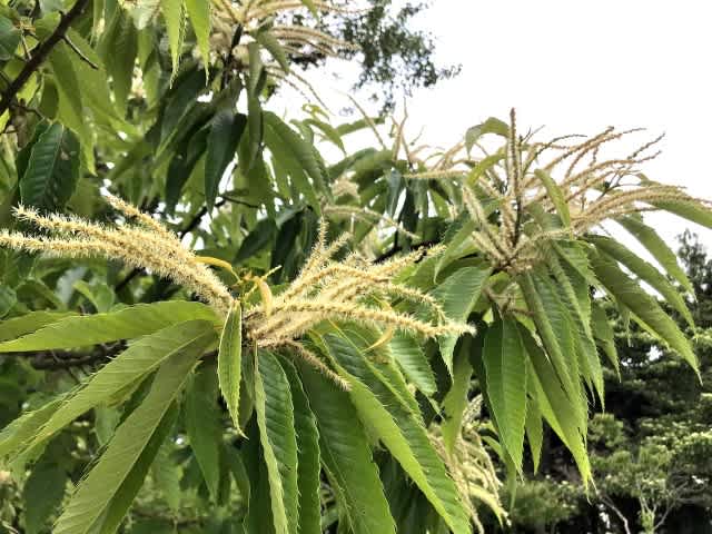 栗の花がいっぱい咲いていました - 自然が好きなGGのブログ。