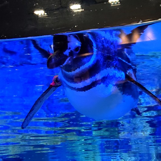 f:id:go-shanghai:20191007162232j:plain