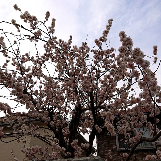 f:id:go-shanghai:20220315202458j:plain